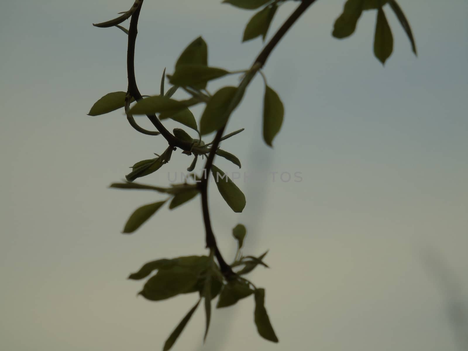 Genova, Italy - 06/29/2020: Beautiful floral spring abstract background of nature. Branches of blossoming apricot macro with soft focus on gentle light blue sky background.