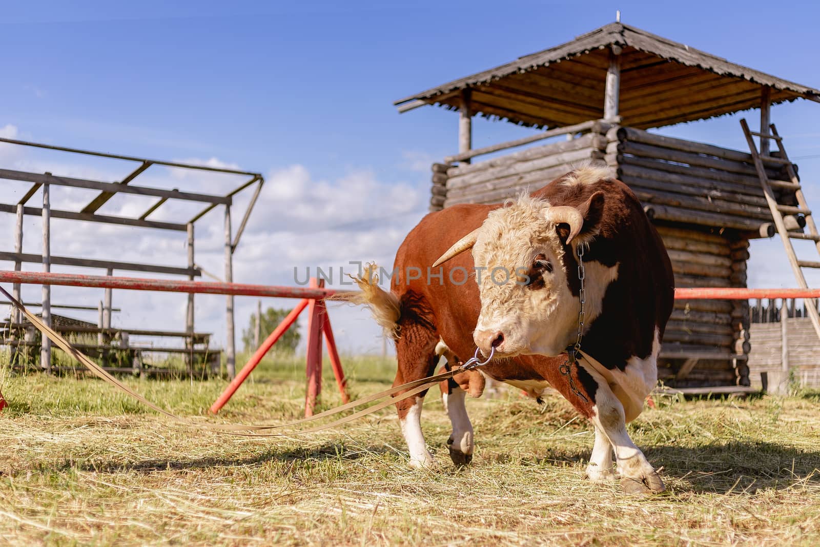 Year of the bull 2021. New year and merry christmas picture. Bull zodiac symbol of the year 2021.The concept of livestock and organic food. Year of the bull 2021 eastern horoscope in green countryside by Pirlik