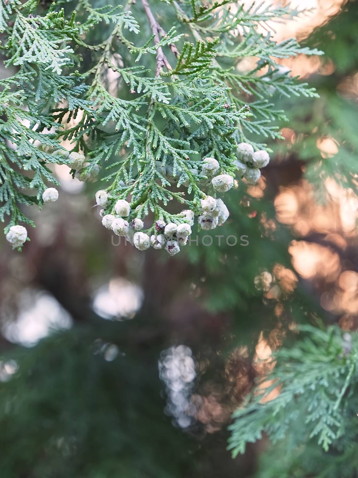 Blooming Thuja tree in in the evening light by Stimmungsbilder