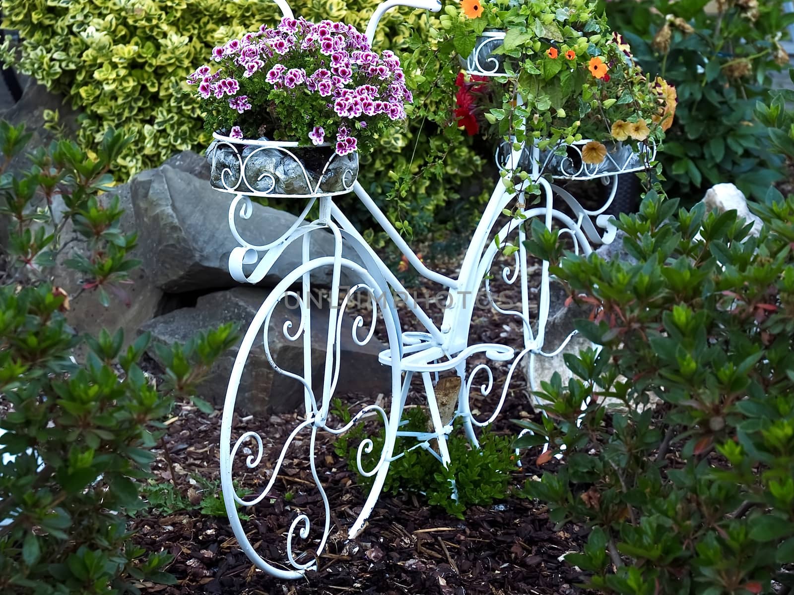 Onamental white bicycle in a garden decorated with flowers