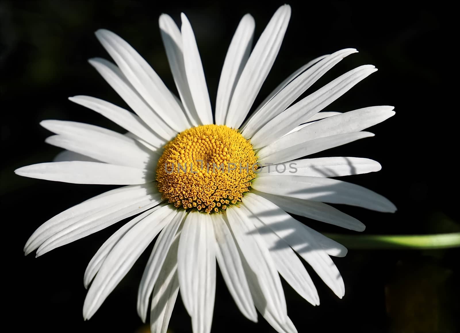 Macro of a wihite marguerite daisy flower with black background