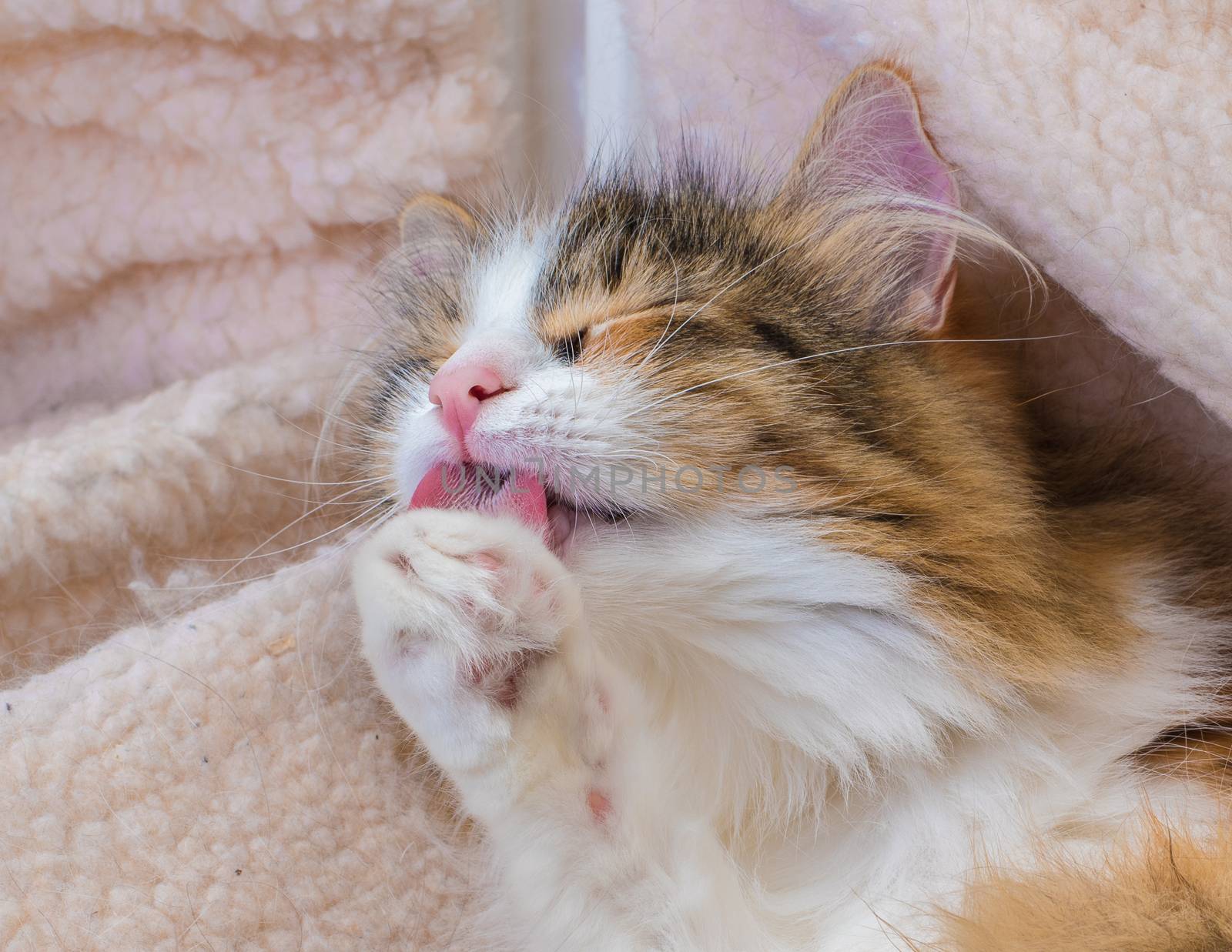 Long Hair tortoiseshell cat washing its paw