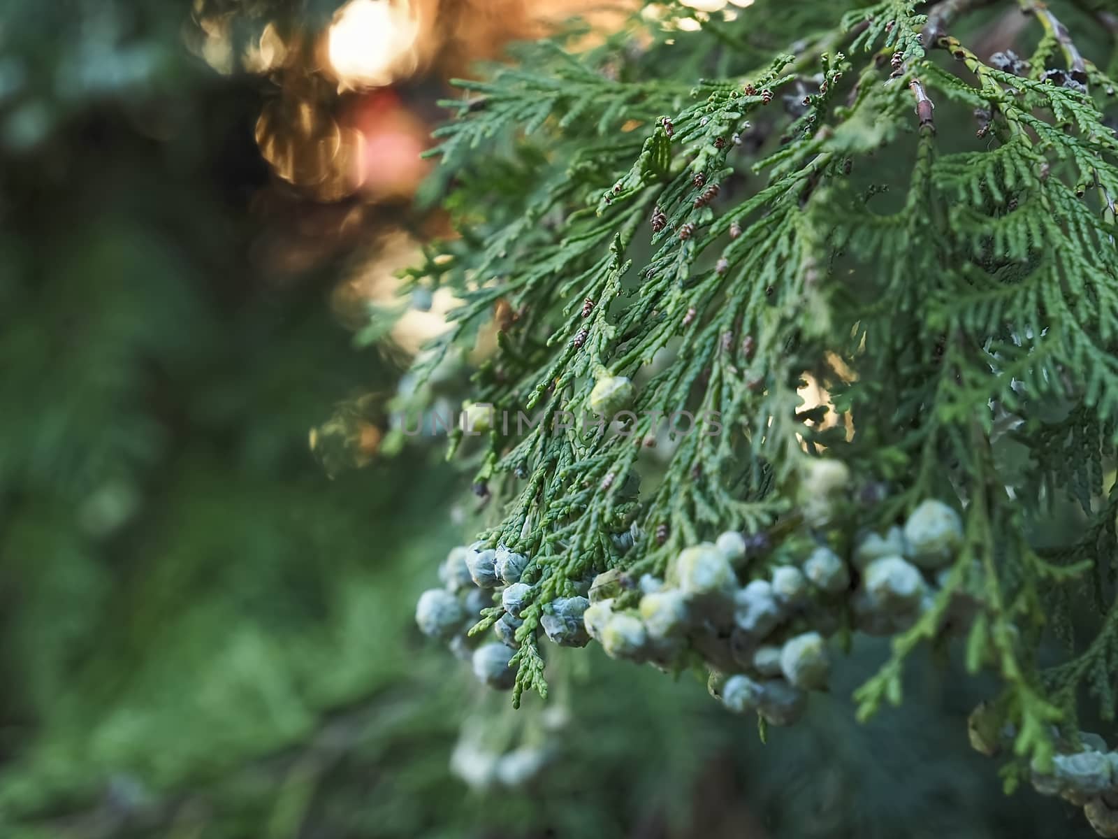 Blooming Thuja tree in in the evening light by Stimmungsbilder