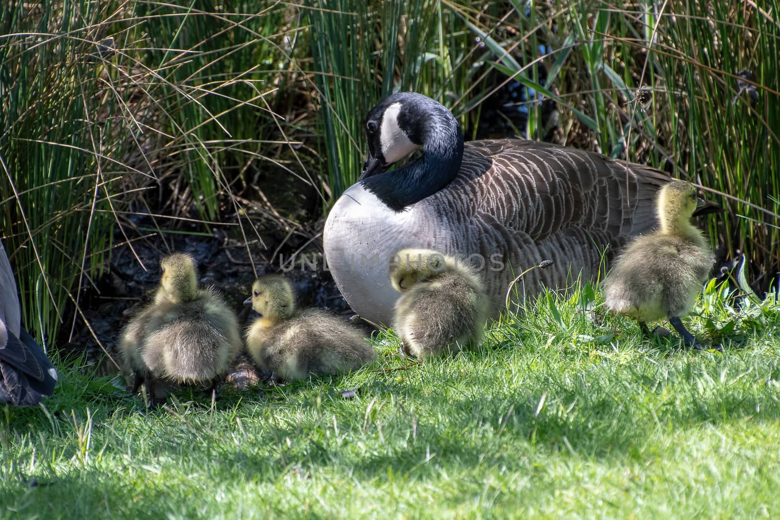 A goose with their baby goslings by Russell102