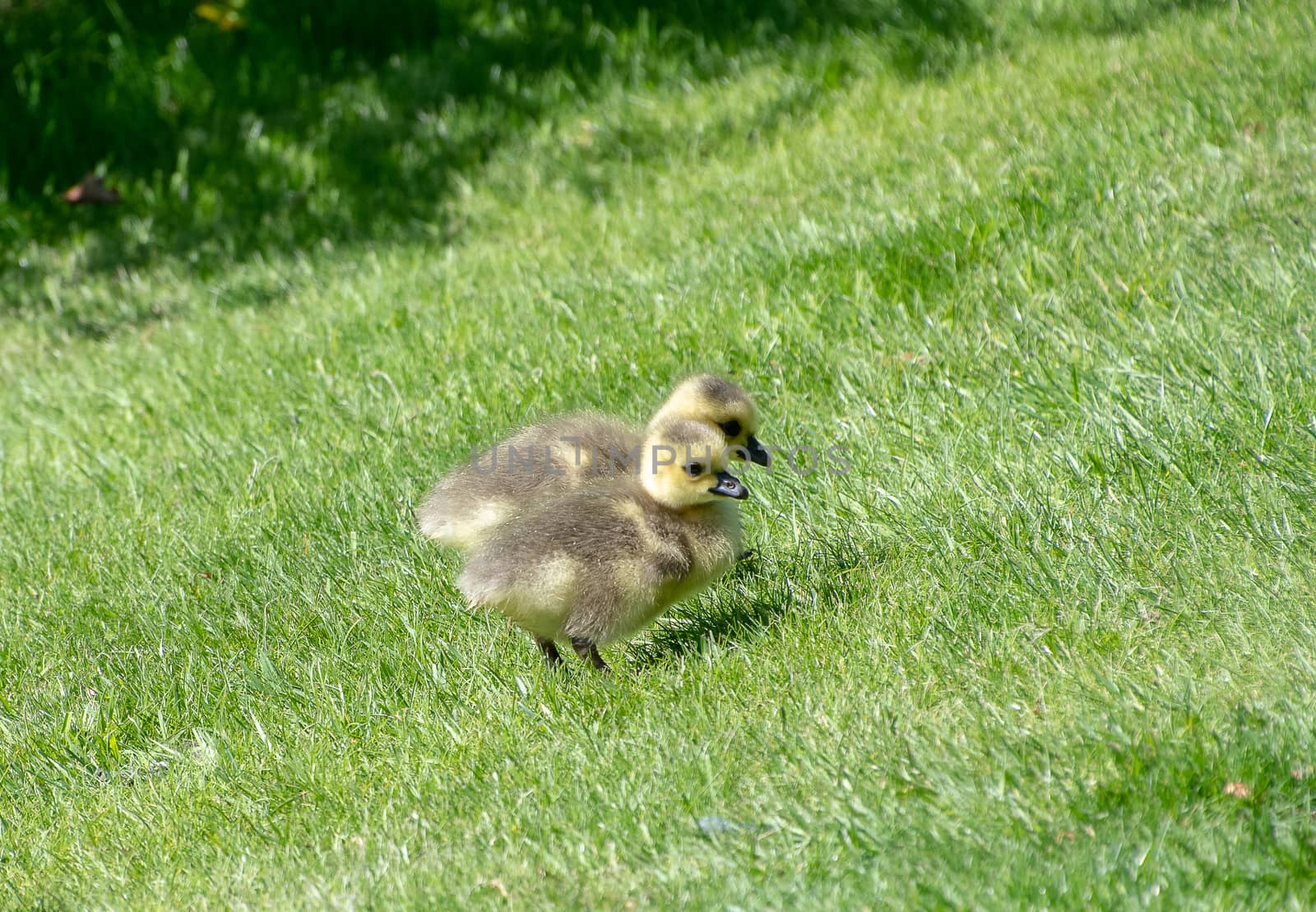 Baby gosling looking for food in the grass by Russell102
