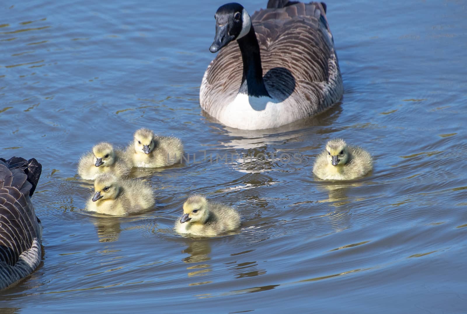 A goose with their baby goslings