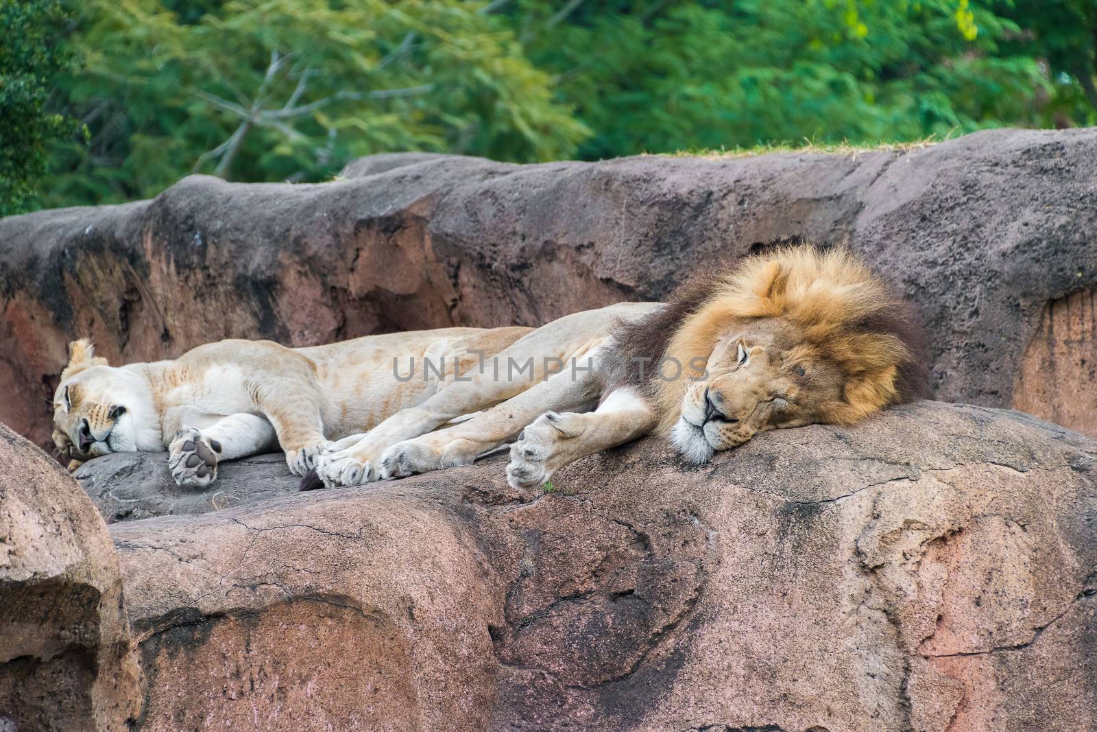 Lion and Lioness by Russell102