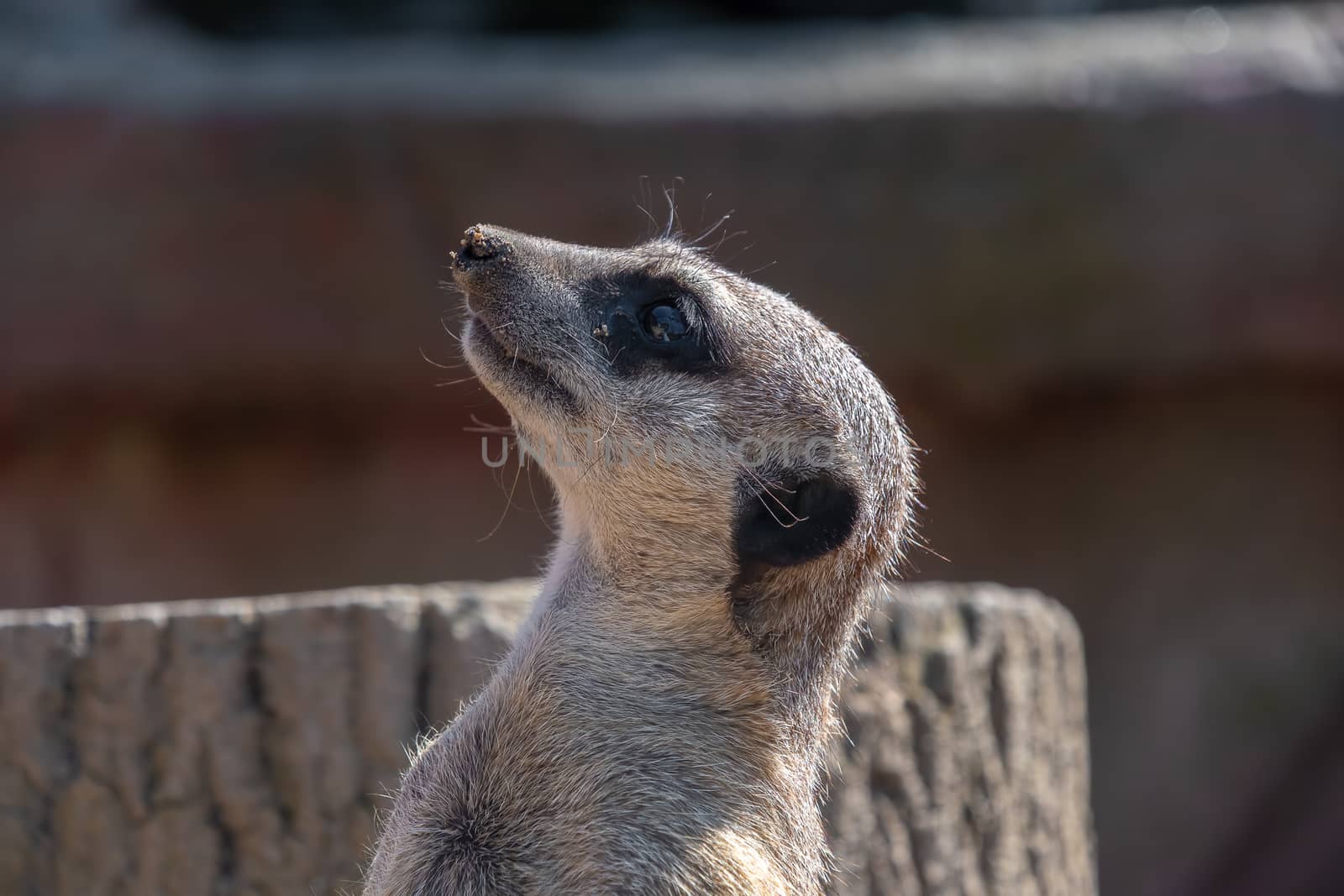 Close view of a Meerkat head looking around by Russell102