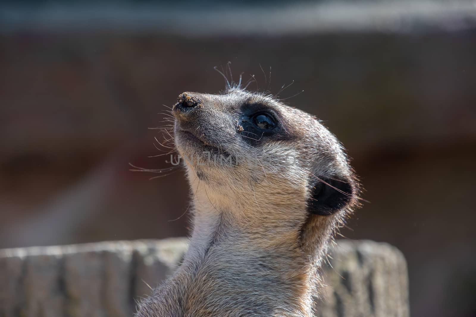 Close view of a Meerkat head looking around by Russell102