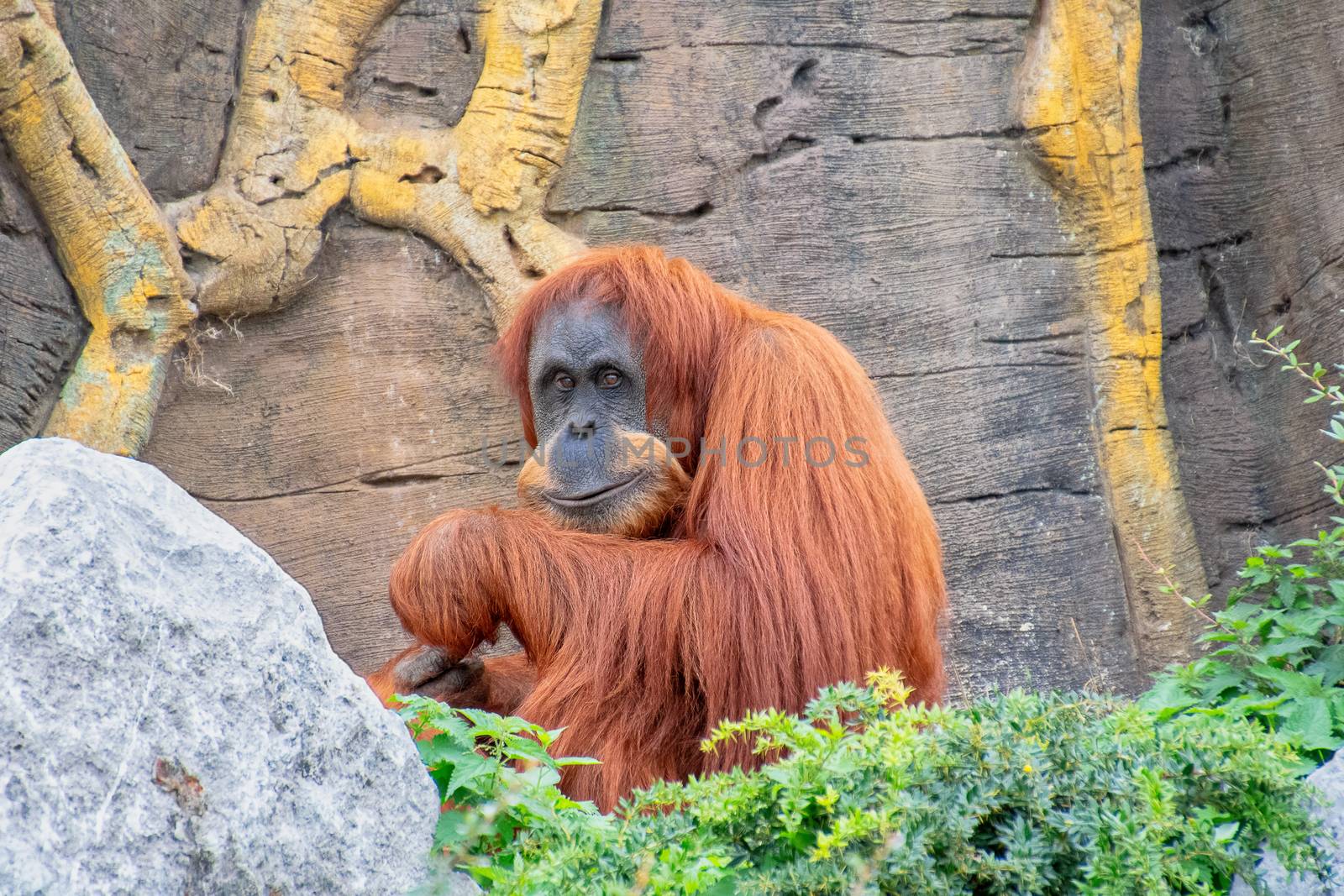 Orangutan sitting down while eating some fruit