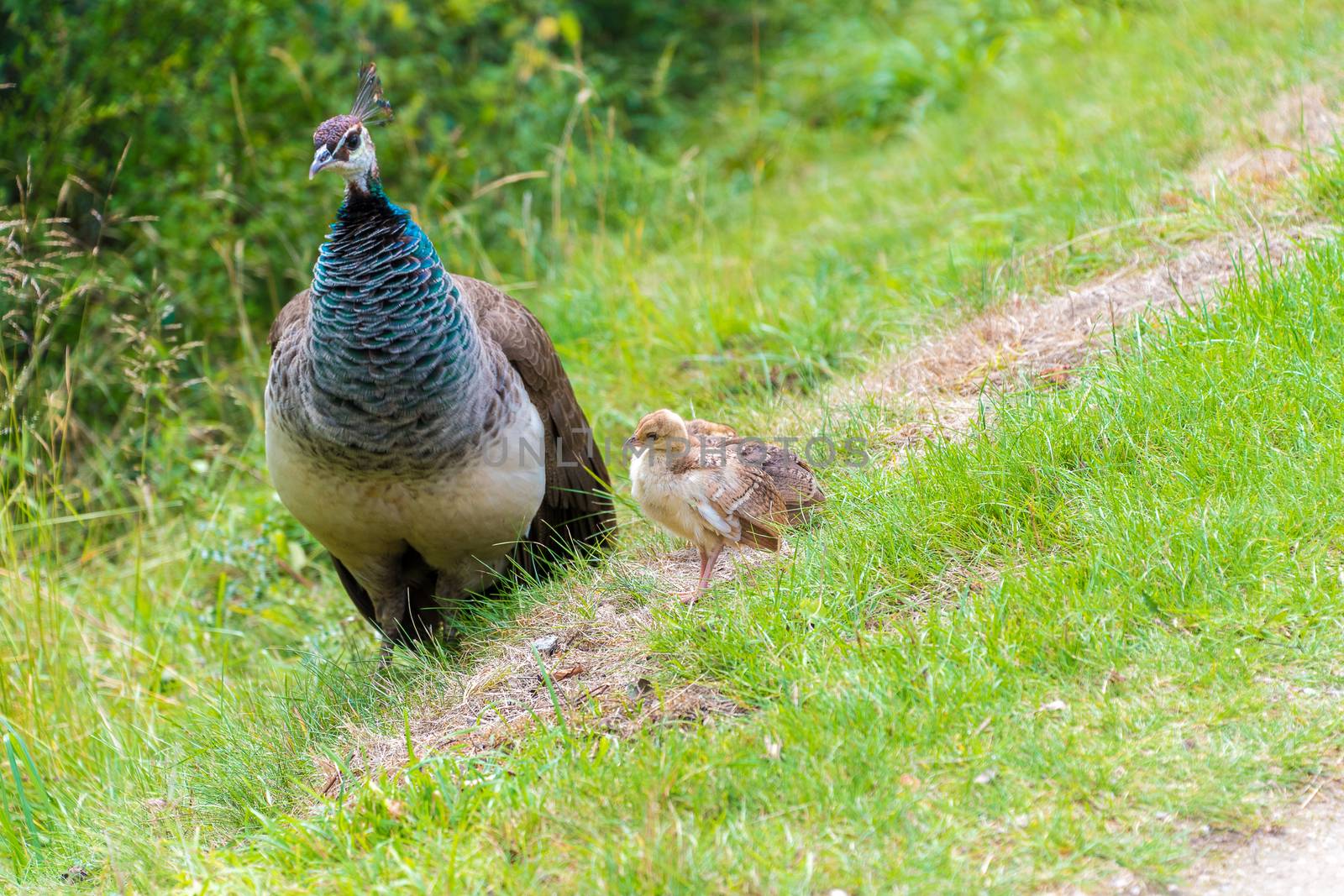 Female Peacock with babies by Russell102