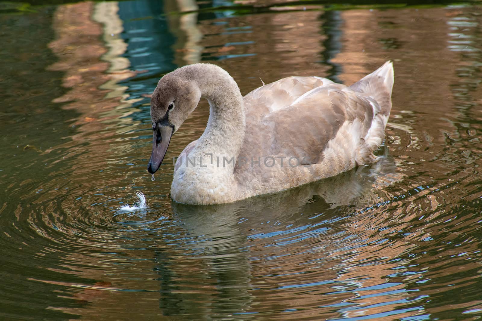 Young cygnet swans just about to lose their baby gray feathers