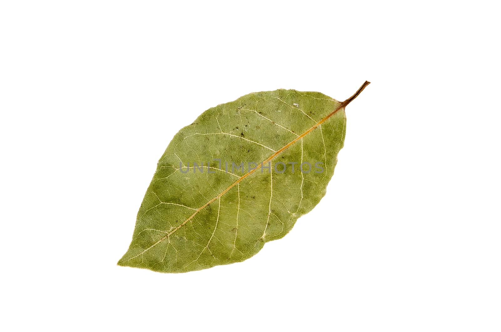 dried bay leaf isolated on a white background