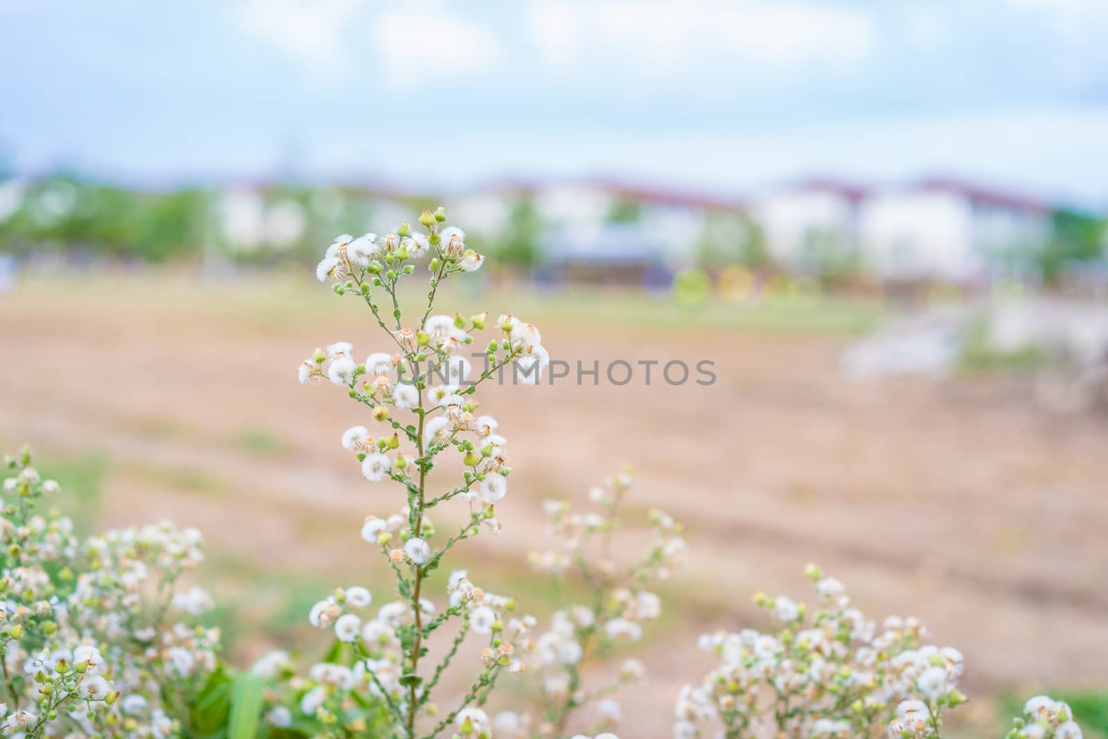 Spring grass flower nature with town background