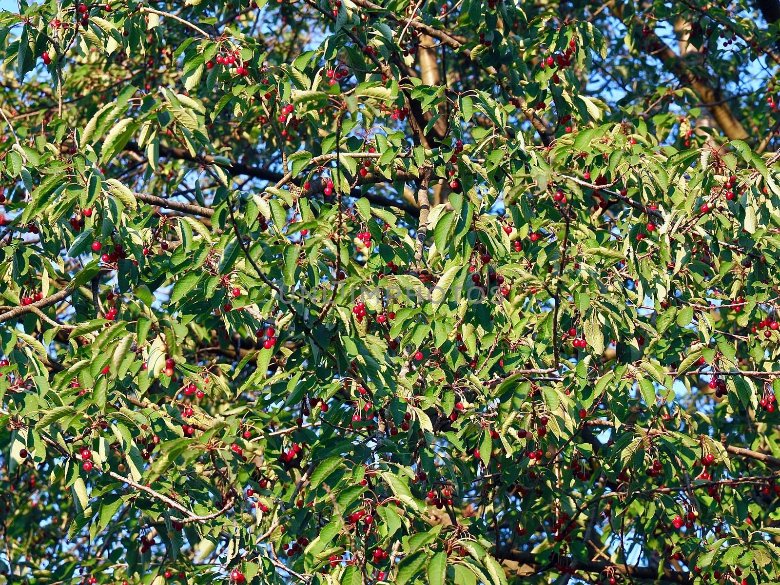 Cherry tree hanging full with red sweet cherries by Stimmungsbilder