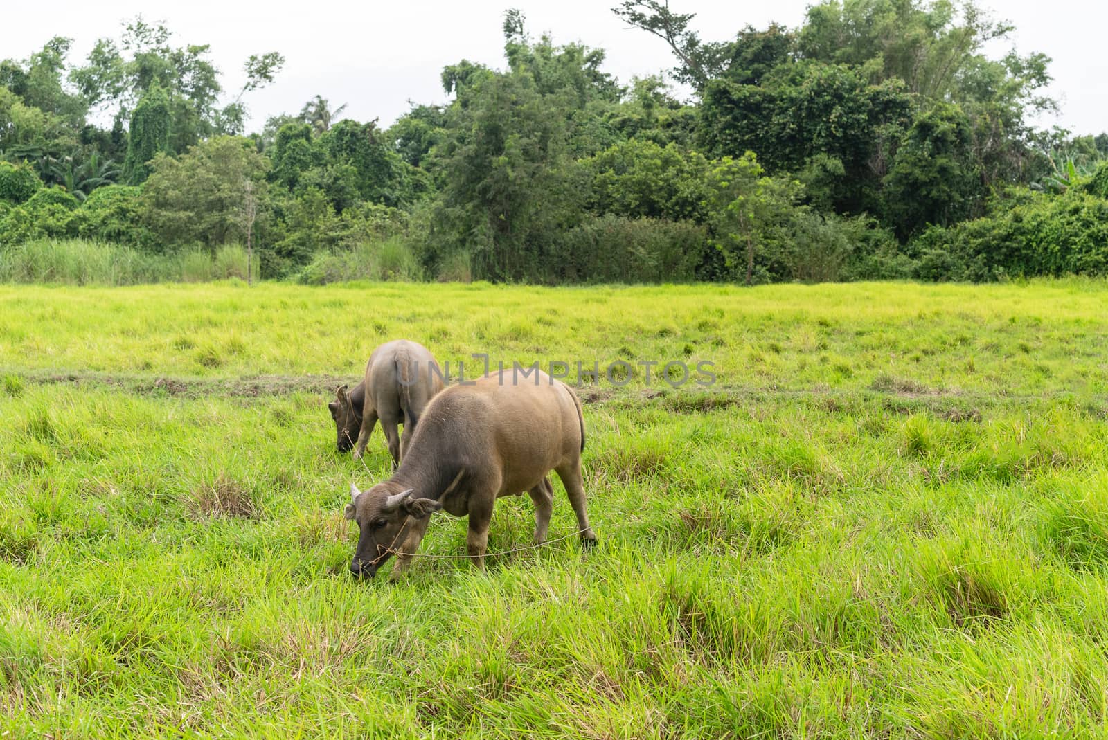 Thai buffalo grazing in green grass field in countryside