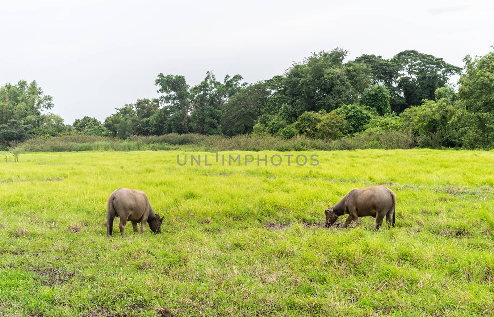 Thai buffalo grazing in green grass field in countryside