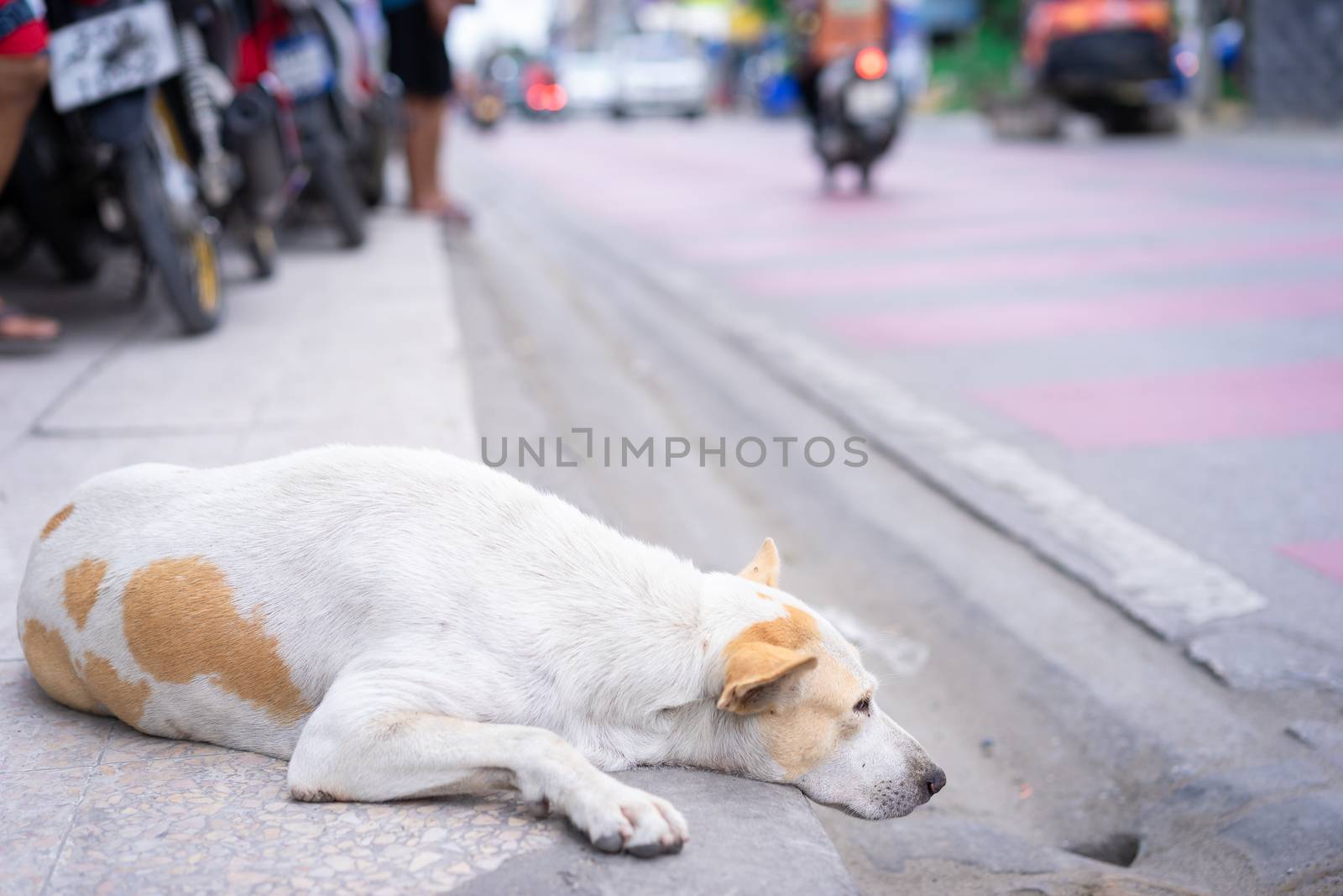 dog lying on the roadside