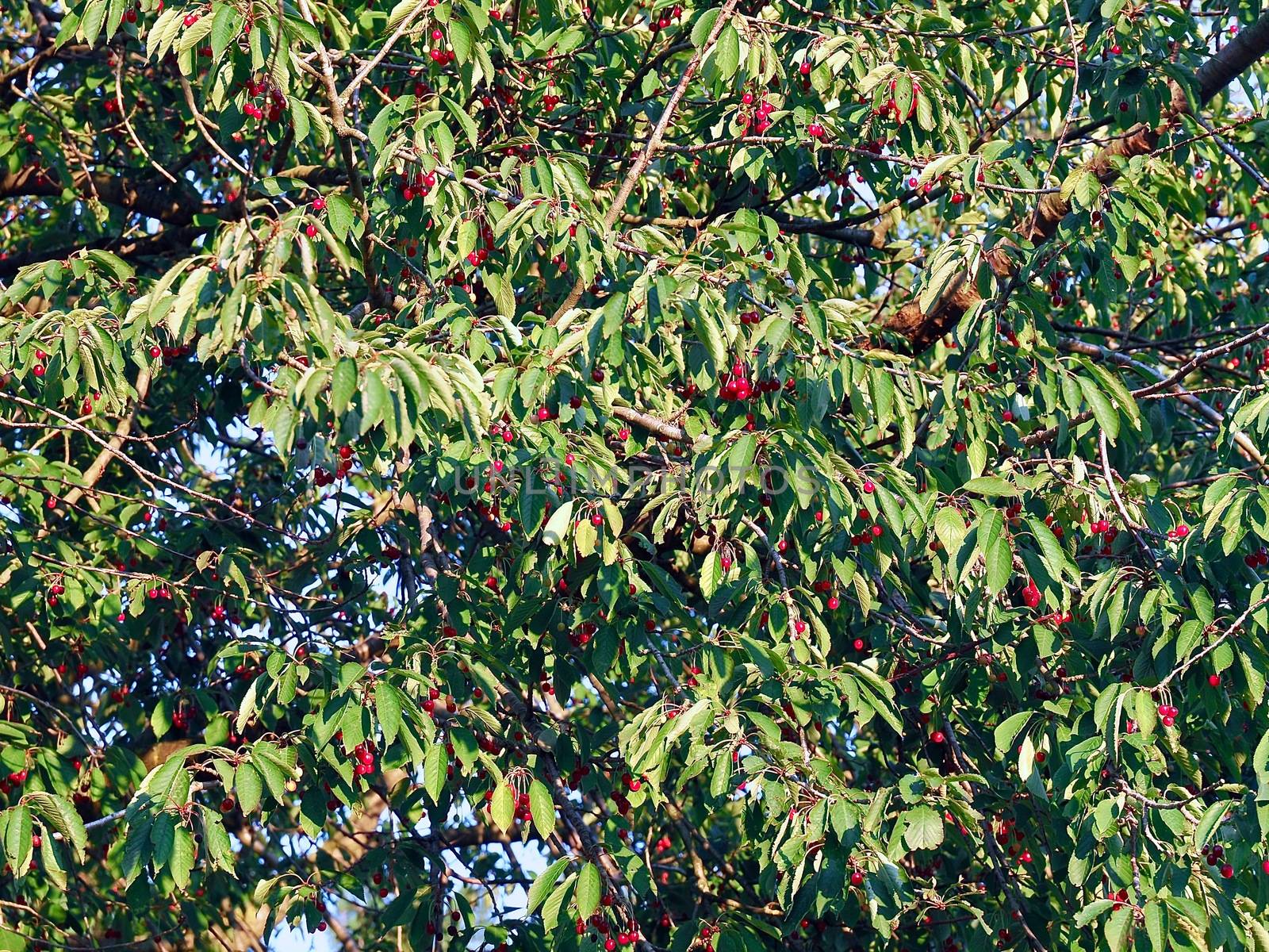 Cherry tree hanging full with red sweet cherries by Stimmungsbilder