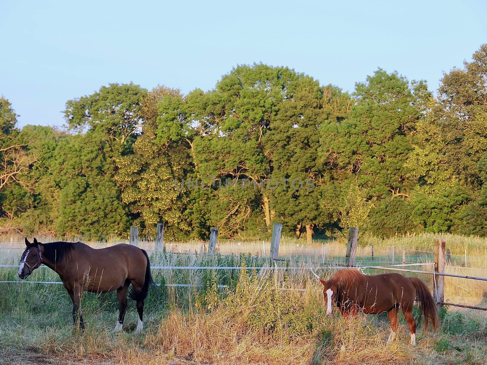 Horses on a meadow in the evening sun