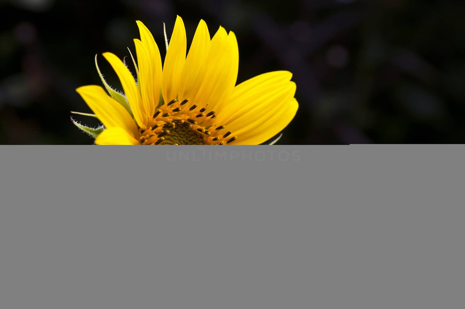 single sunflower against a dark background