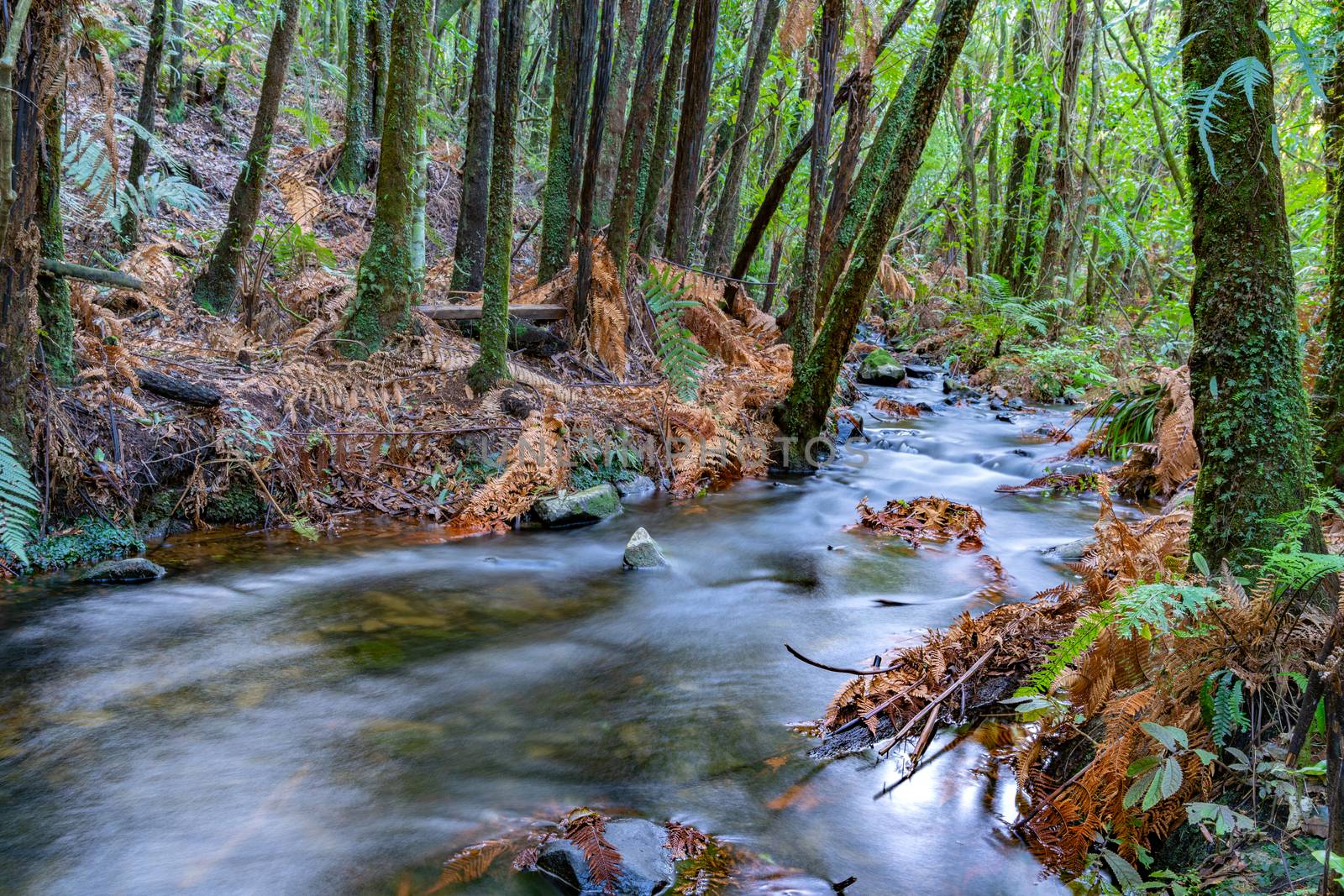 Pakoka River flowing through New Zealand natural bush to Bridal Fall in countyside outside Raglan on west coast North Island.