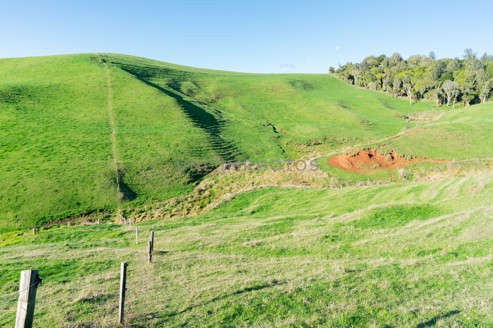 Typical New Zealand farmland in rolling countryside with fence disecting the fields.