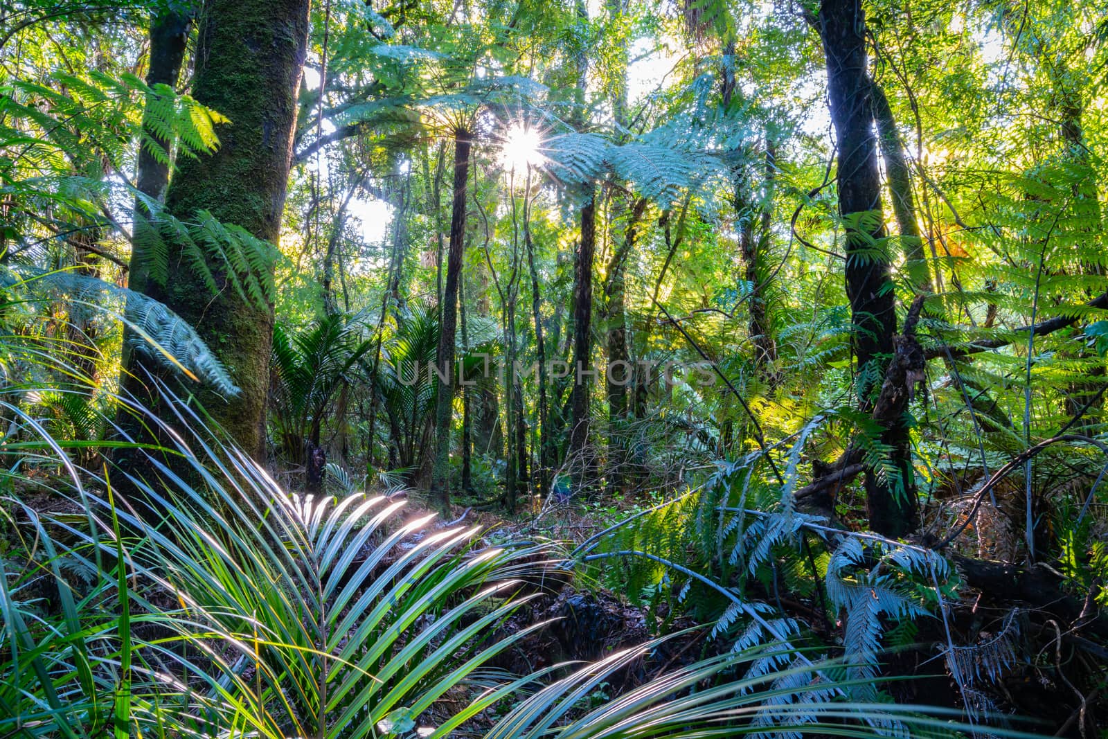 Sun bursts through New Zealand natural bush on track to Bridal Fall in countyside outside Raglan on west coast North Island.