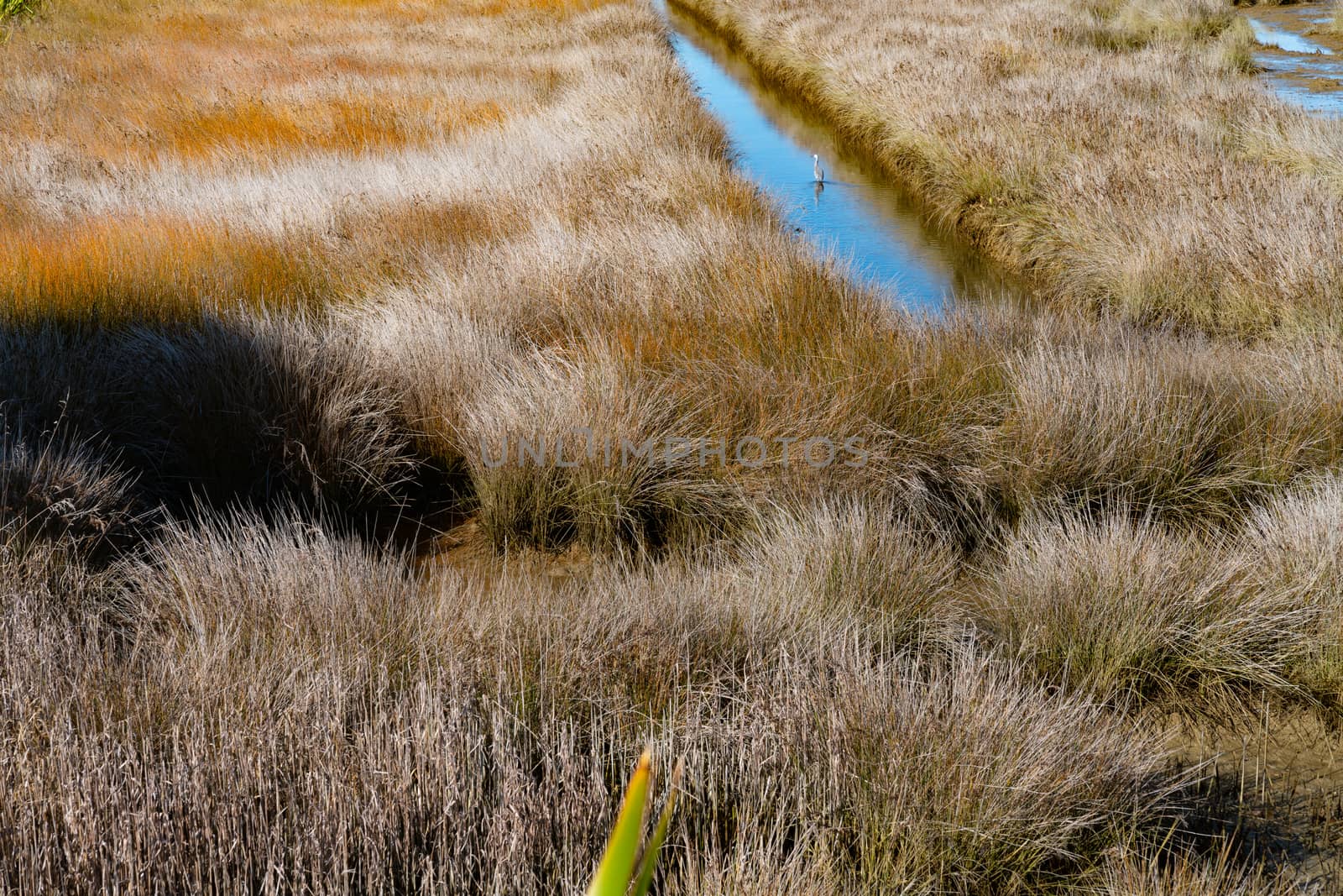 Wetland or saltmarsh with densely growing oio reed and drain with heron wading.