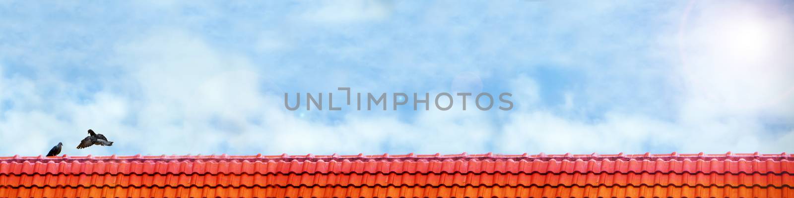 pigeon fly close up pigeon lover stand on roof and blue sky white cloud panorama view