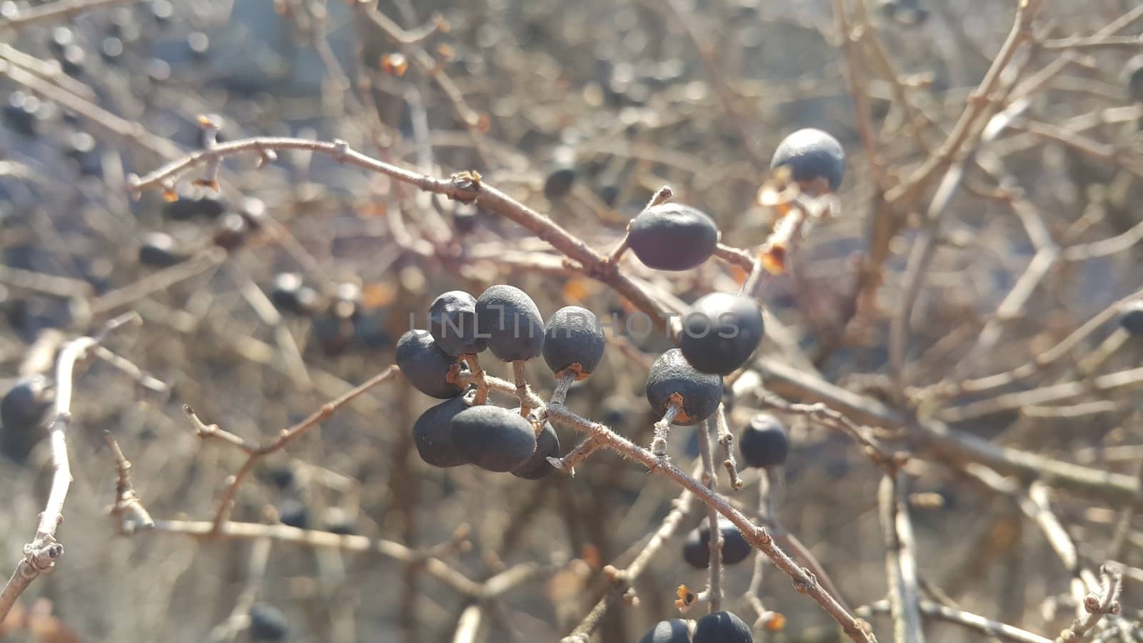 Closeup view of Black mountain ash berries: A selective focus view