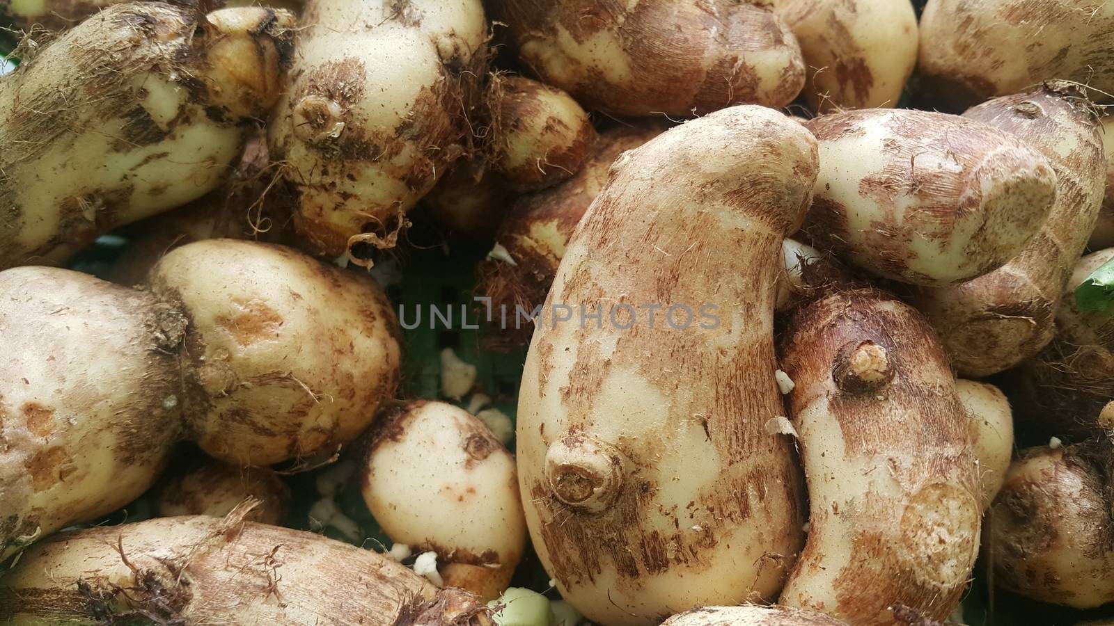 Closeup view of taro vegetable pile for sale in market by Photochowk