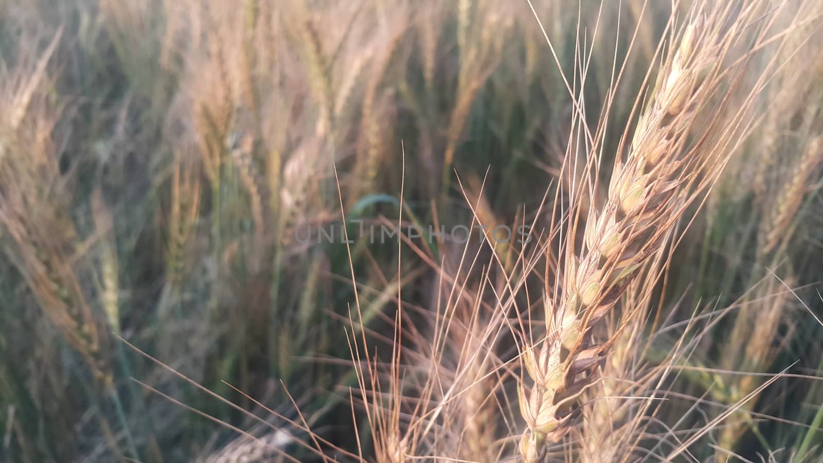 Closeup view of barley spikelets or rye in barley field. by Photochowk