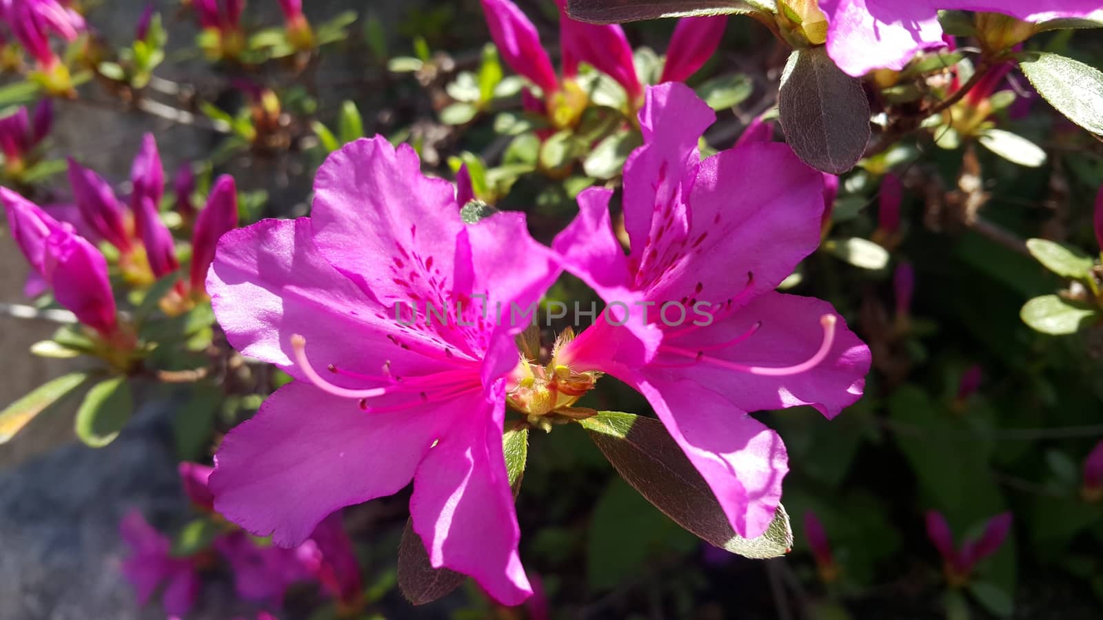 Close up view of several pink flowers under sunlight with pink petals by Photochowk