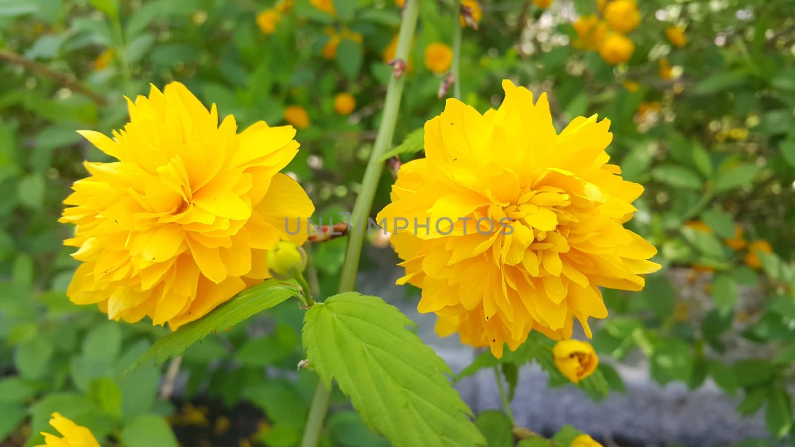 Closeup view of lovely yellow flower against a green leaves background by Photochowk