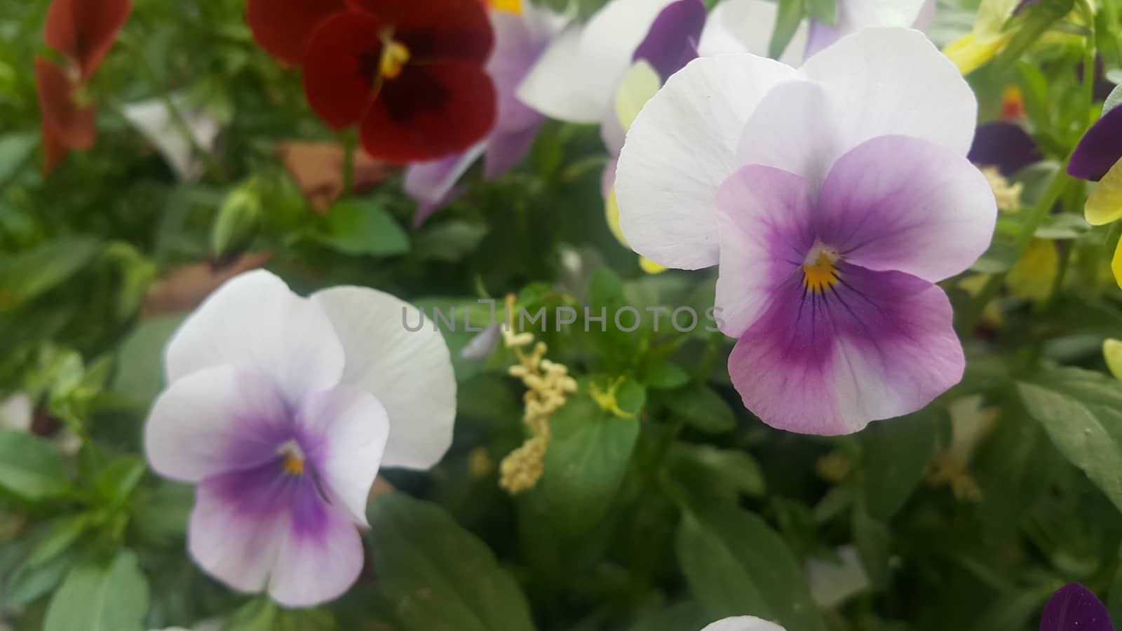 Closeup view of colorful flowers with green leaves in the background in spring season