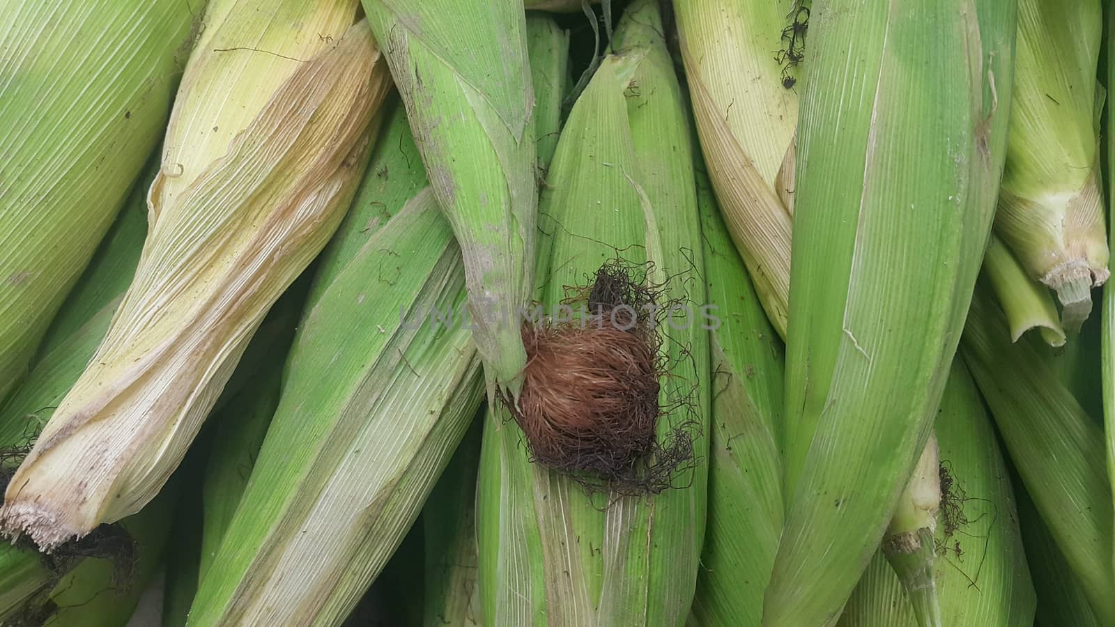 Closeup view of pile of corncob surrounded with green leaves. A pile of green corncob placed in market for sale. Corncob background for advertisements and texts.