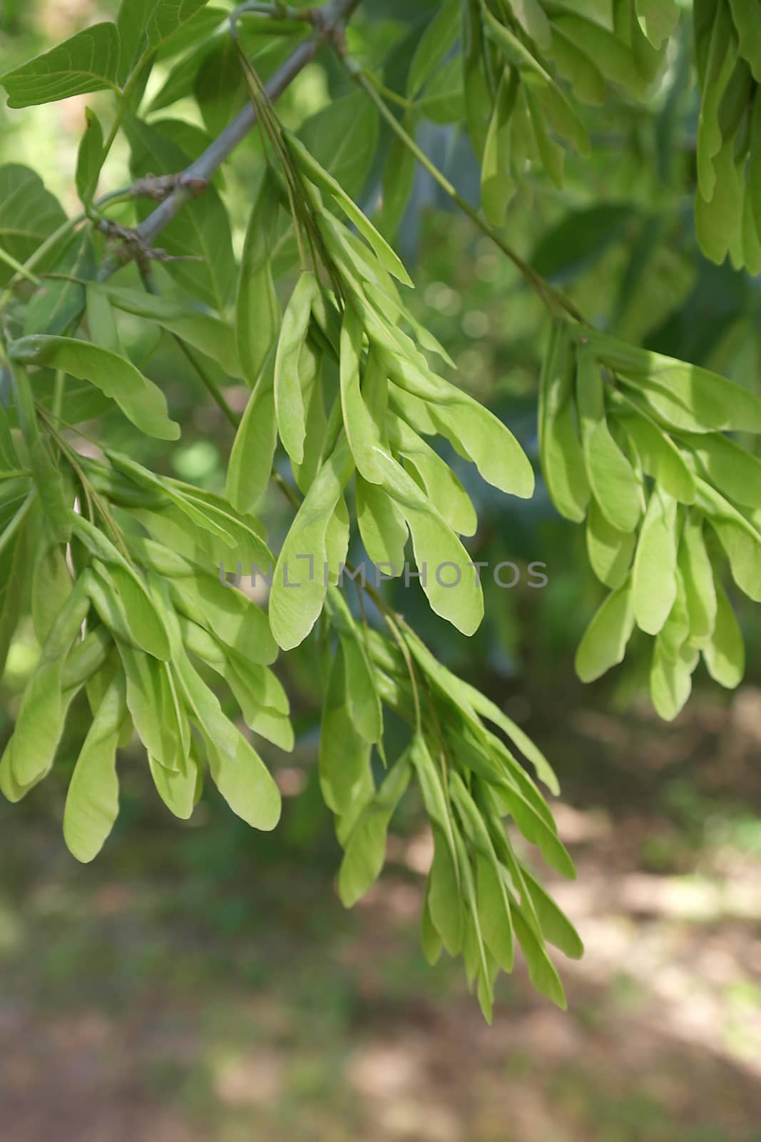 Green leaves over blur background, shallow DOF