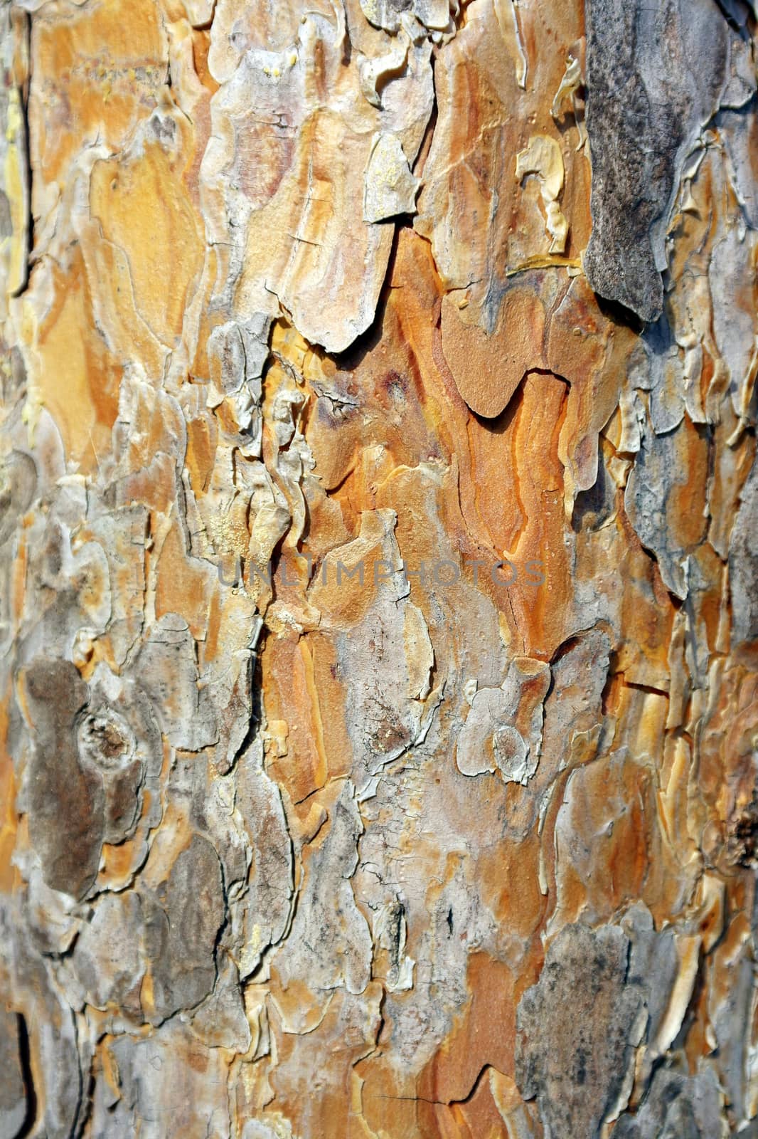 Pine bark texture