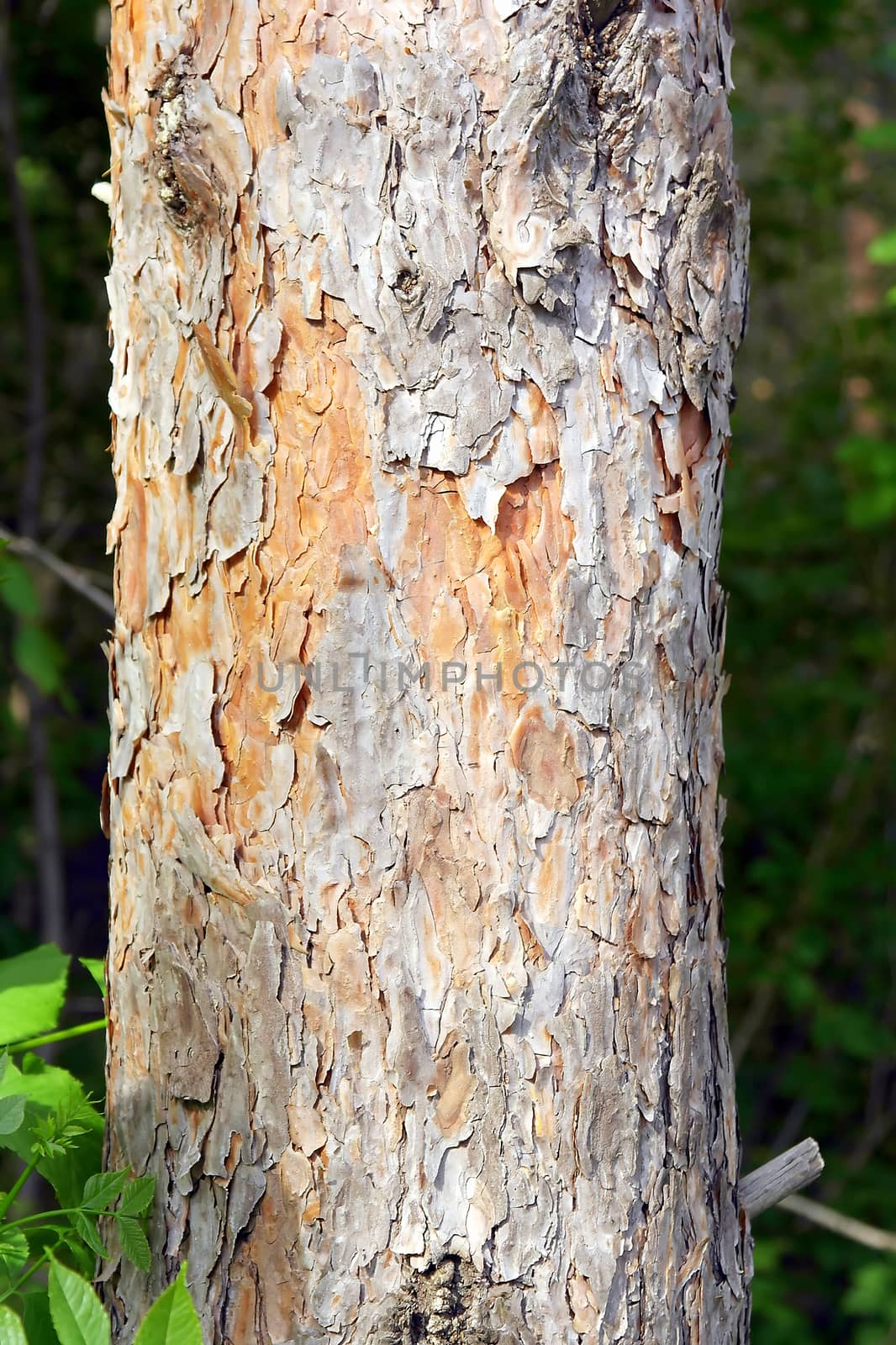 Pine bark texture