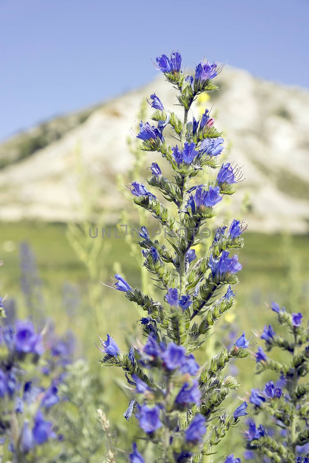 Wild violet flowers on the field by sergpet