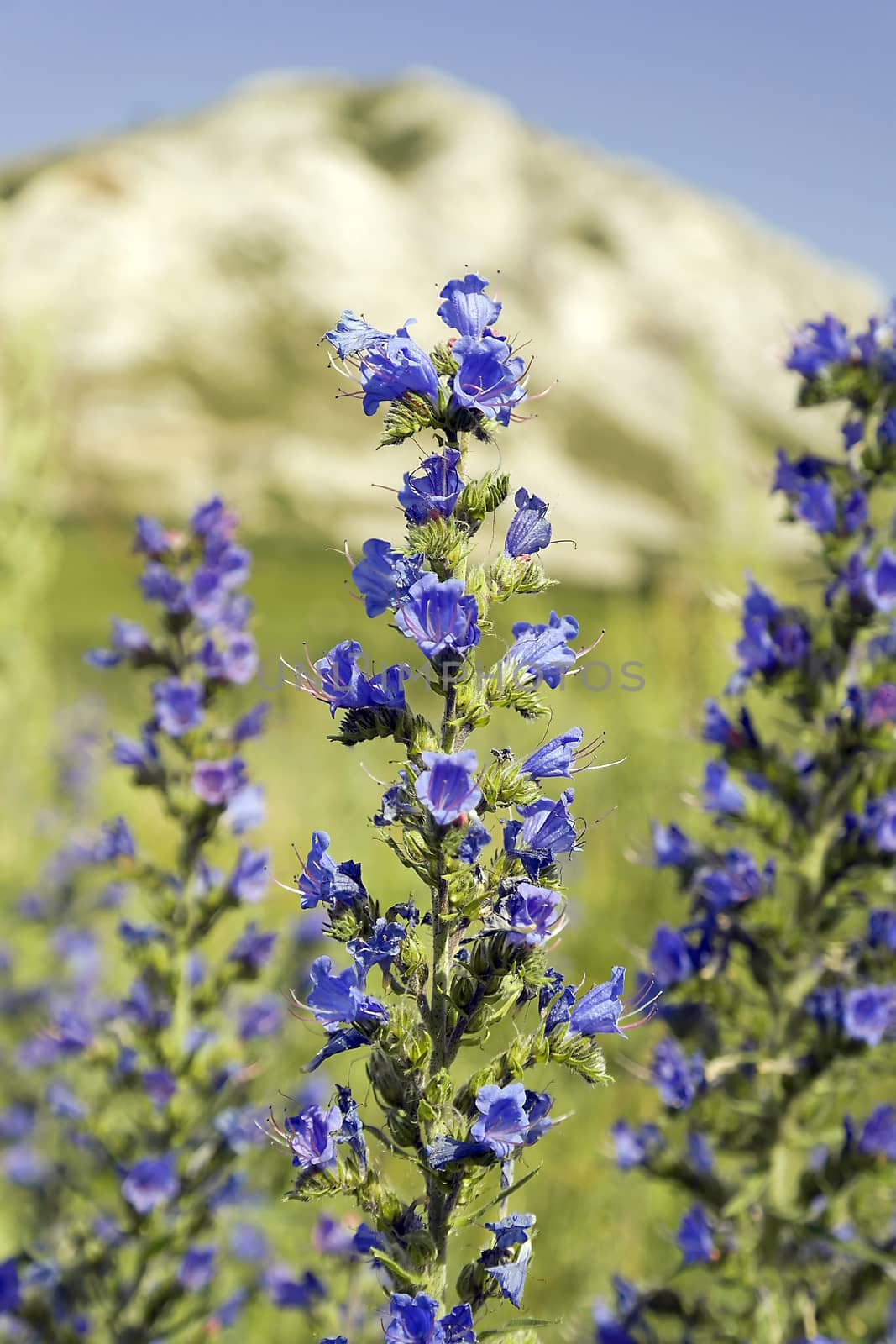 Wild violet flowers on the field, shallow dof