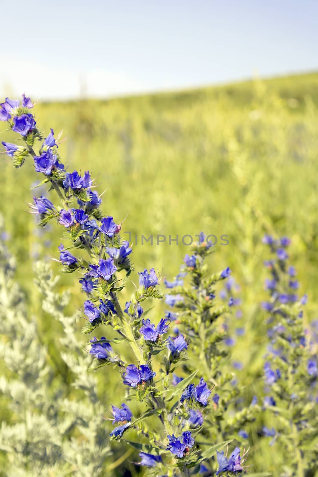 Wild violet flowers on the field by sergpet