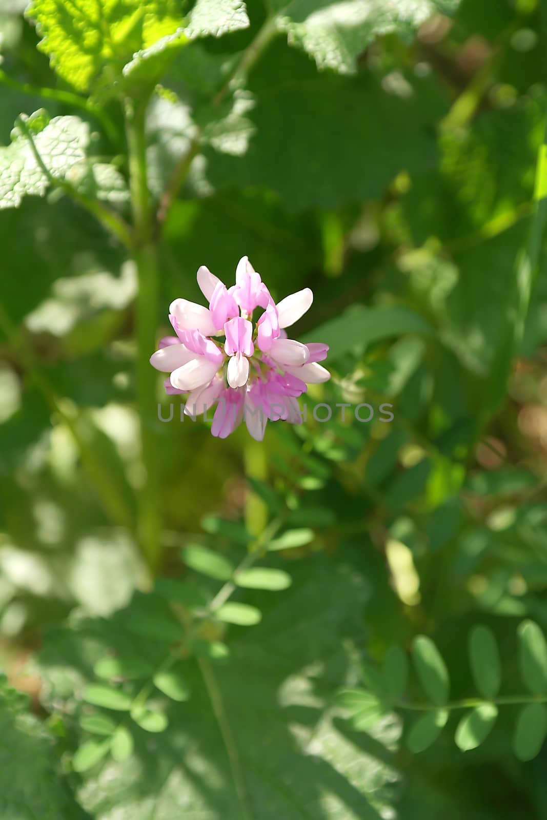 Wild pink and white flower, shallow dof