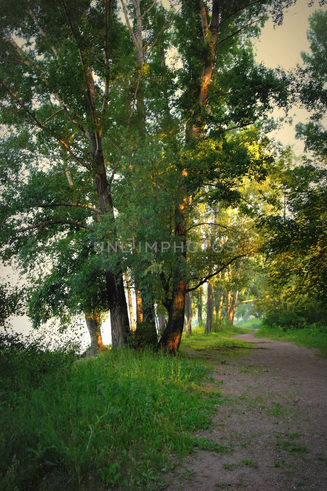 Beautiful summer landscape with river and forest