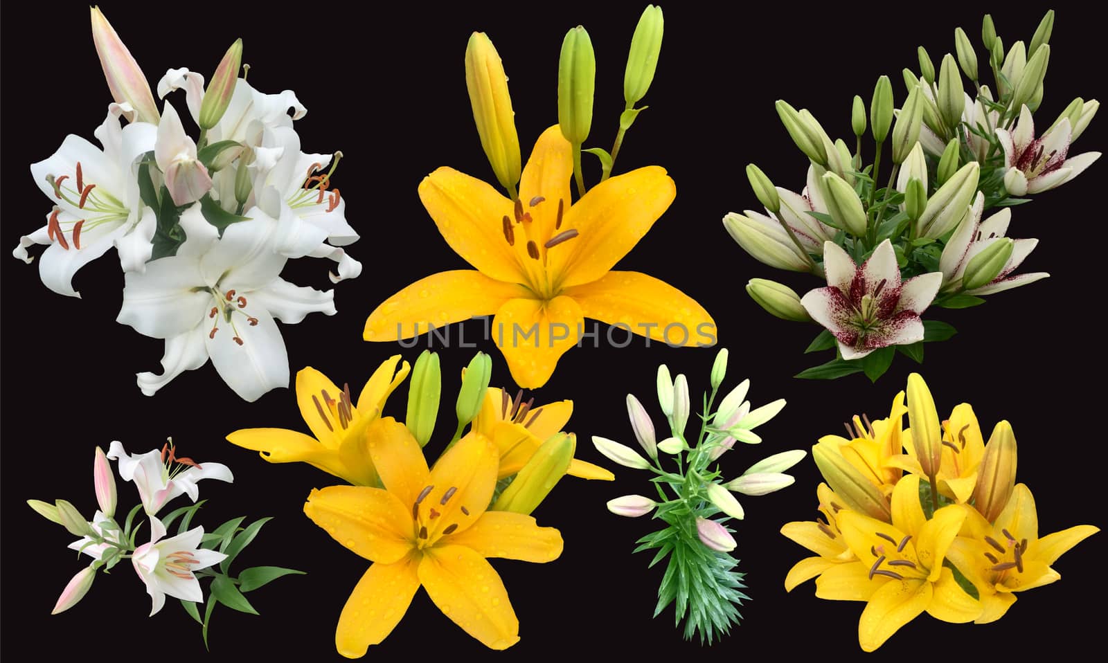 Collection of Lily flowers yellow and white colors on black background. Set of beautiful Bunch of flowers.