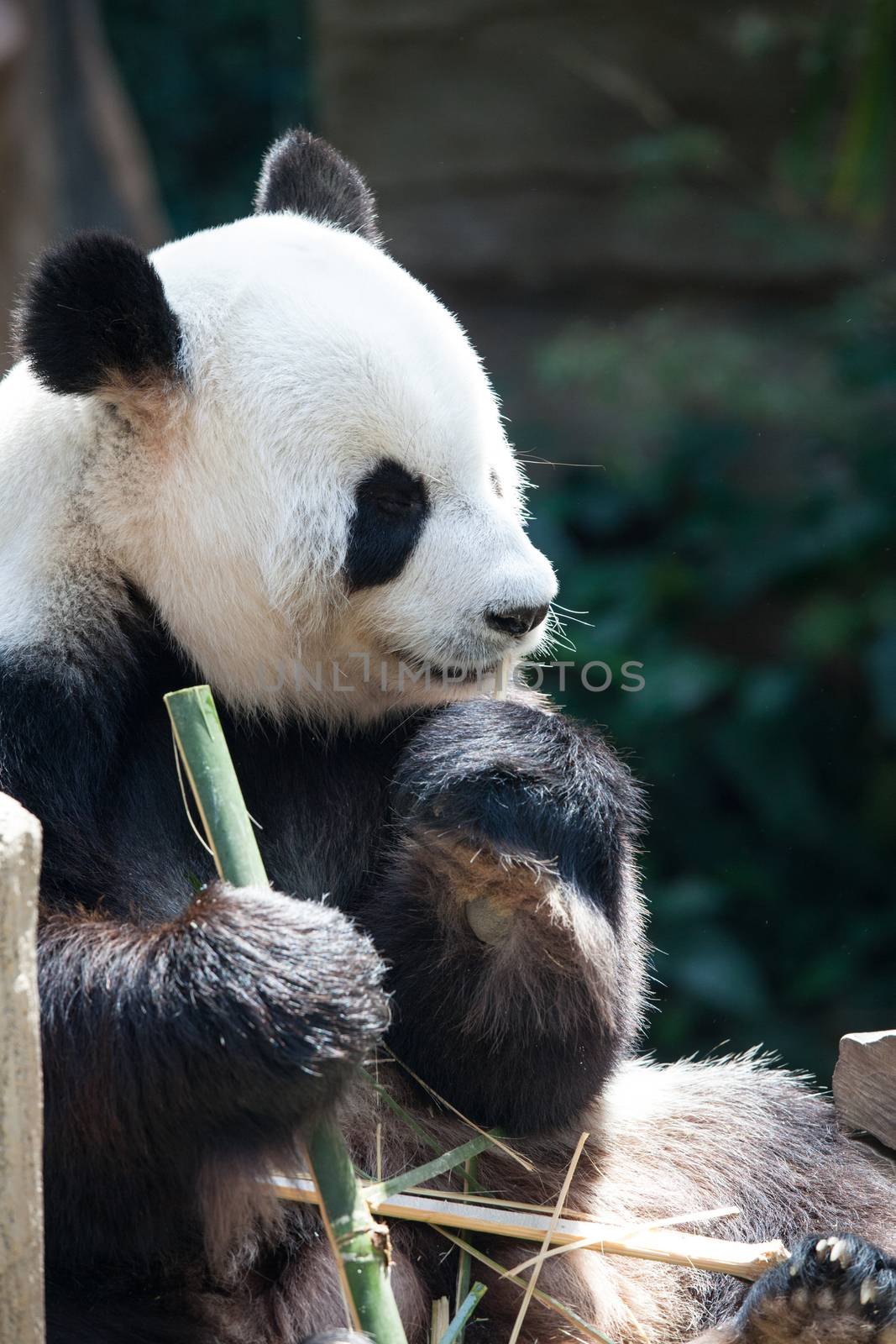 Close up portrait of Panda Bear enjoy eating bamboo with eyes closed