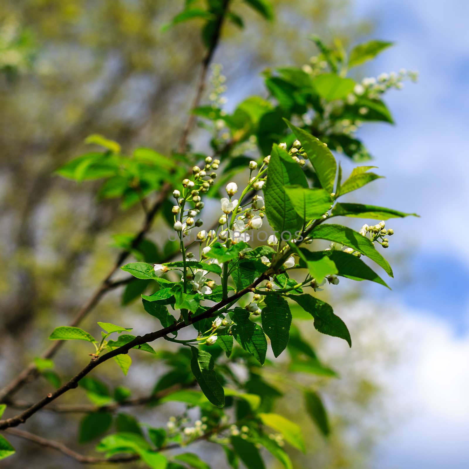 bird-cherry tree at spring season, May