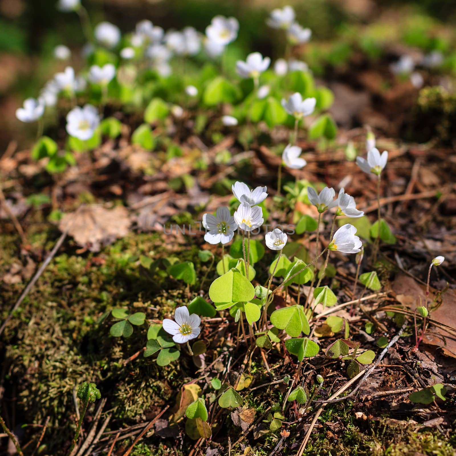 First white spring flowers in the forest at May