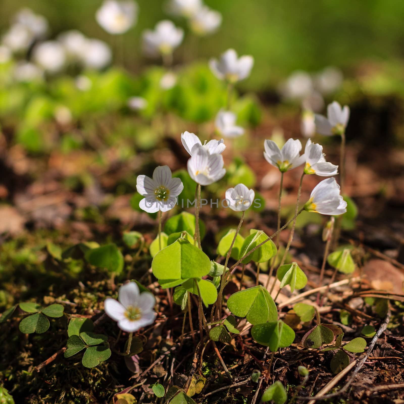 First white spring flowers in the forest at May